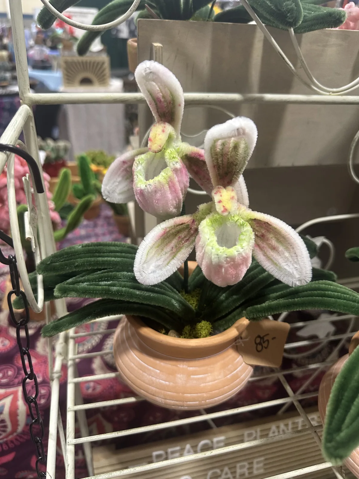 A pale pink slipper orchid in a peach pot on a display stand