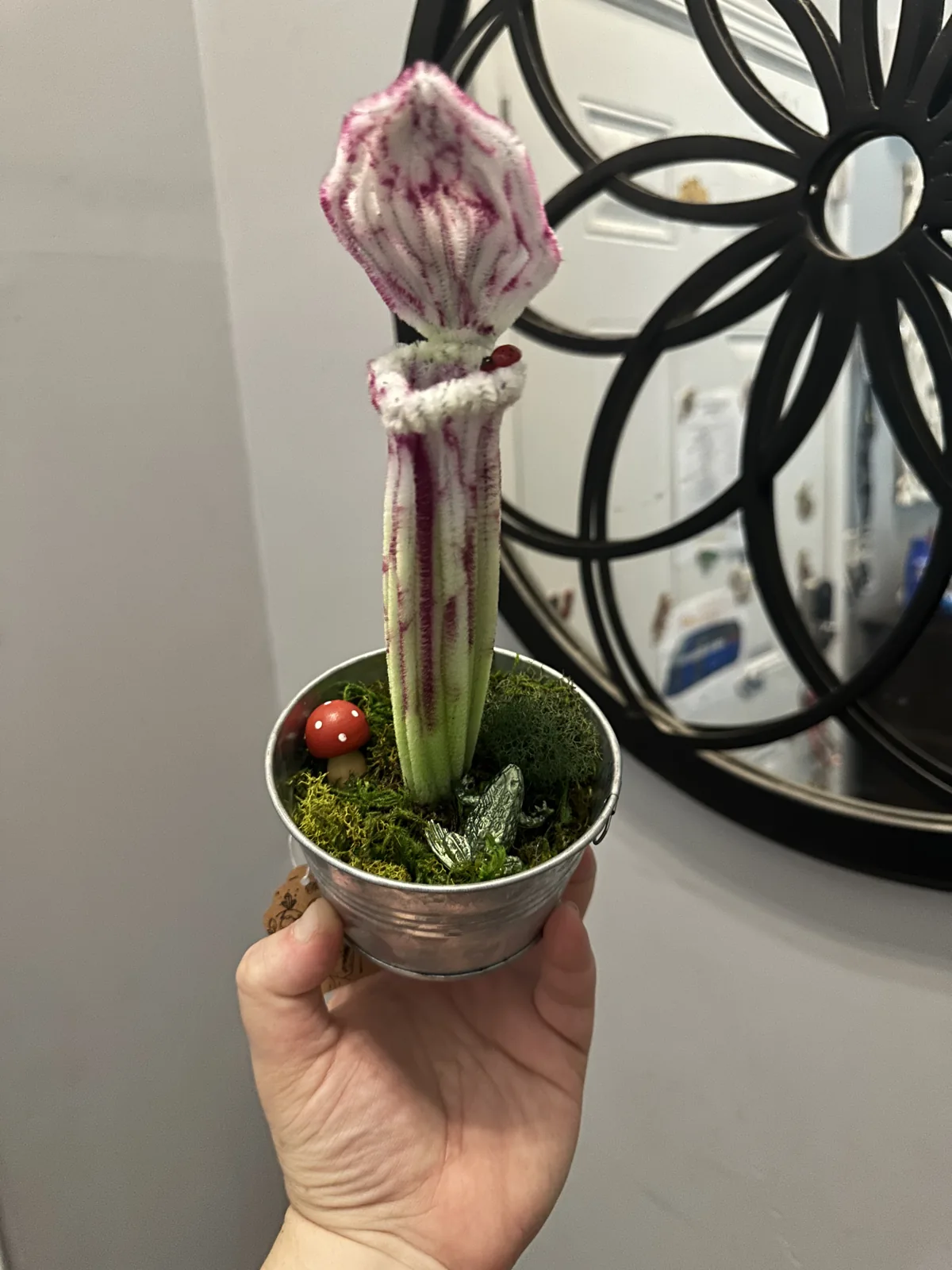 A tall pink-veined pitcher plant in a silver pot with moss